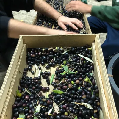 Agriturismo Corvaia Azienda Agricola3